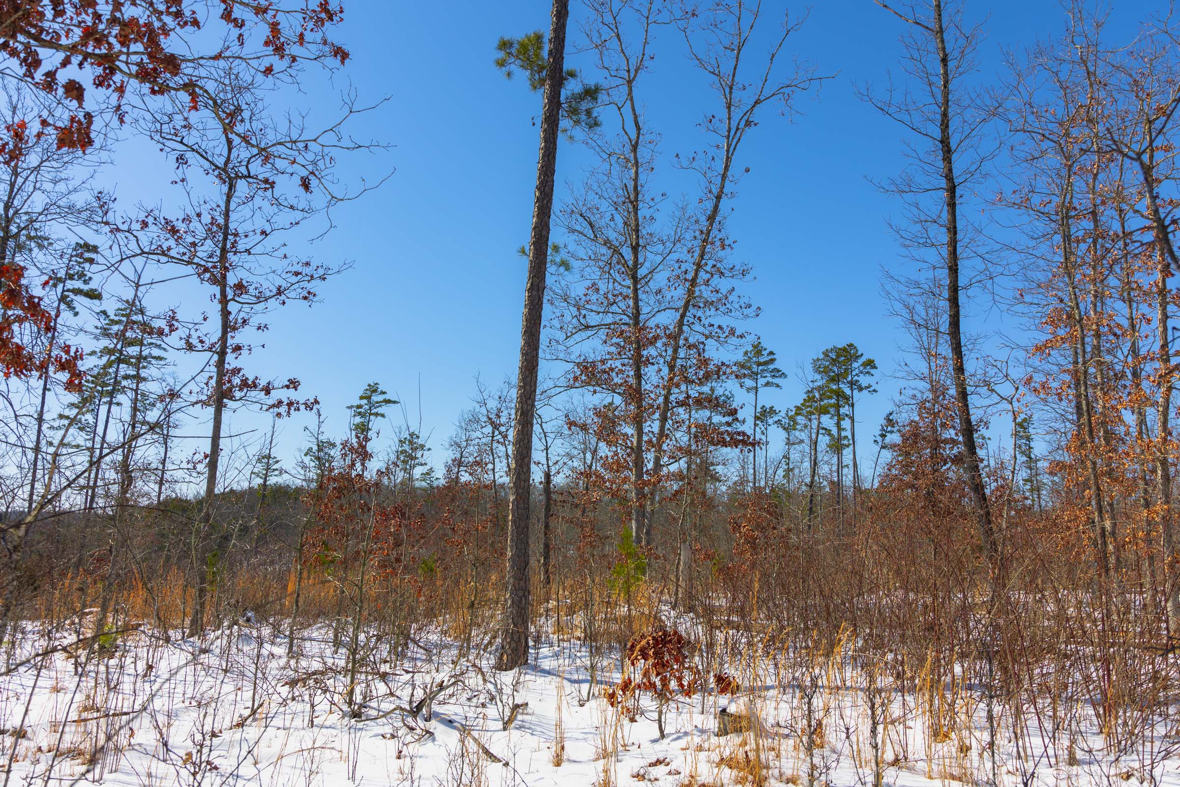 Tract 3 at Sleepy Hollow Phase I in Texas County, Missouri